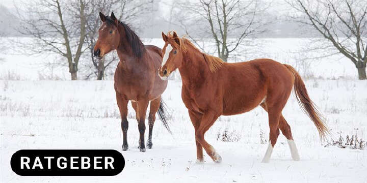 themenwelt titel pferd im winter 1000x500